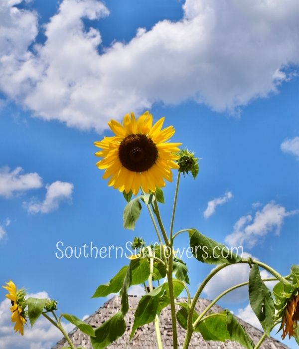sunflower project inspiration photo