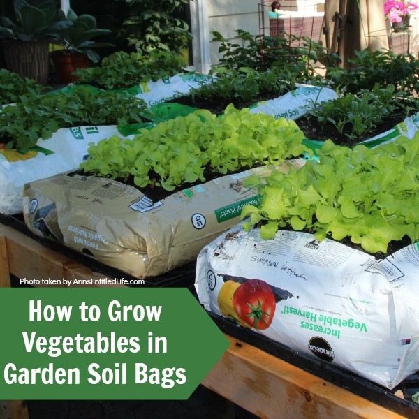 vegetables growing in garden soil bags