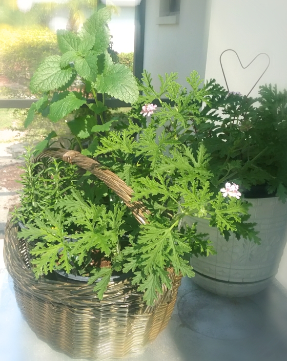 herb garden in a basket that was featured at the home matters link party